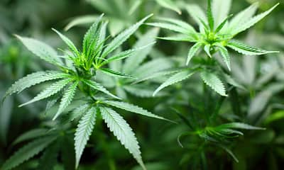 seedling, cannabis, marijuana